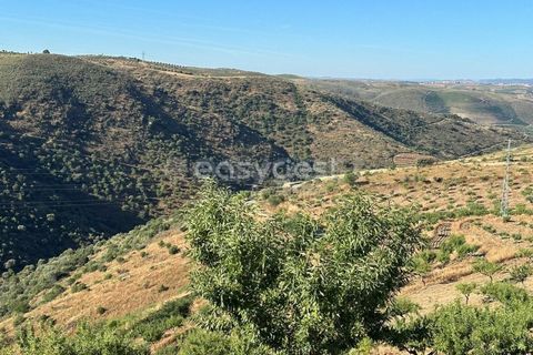 Terra a Torre de Moncorvo, Braganca, Torre de Moncorvo - € 400.000 | Ref: BG95742TM - foto 10