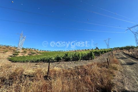 Terra a Torre de Moncorvo, Braganca, Torre de Moncorvo - € 400.000 | Ref: BG95742TM - foto 11