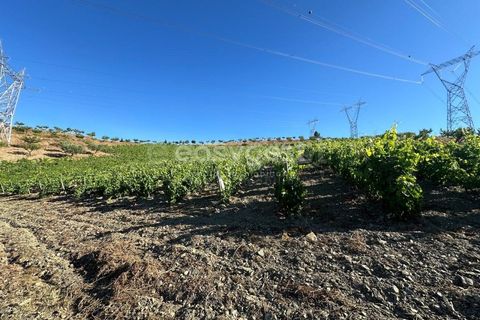 Terra a Torre de Moncorvo, Braganca, Torre de Moncorvo - € 400.000 | Ref: BG95742TM - foto 12