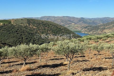 Terra a Torre de Moncorvo, Braganca, Torre de Moncorvo - € 400.000 | Ref: BG95742TM - foto 15