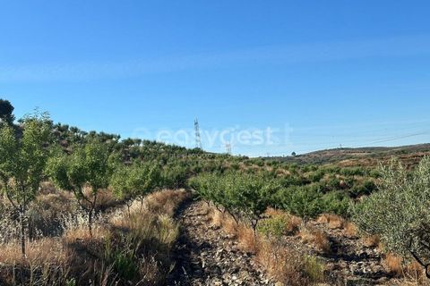 Terra a Torre de Moncorvo, Braganca, Torre de Moncorvo - € 400.000 | Ref: BG95742TM - foto 16