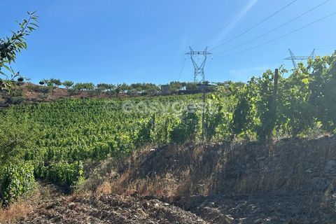 Terra a Torre de Moncorvo, Braganca, Torre de Moncorvo - € 400.000 | Ref: BG95742TM - foto 18