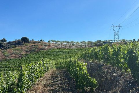 Terra a Torre de Moncorvo, Braganca, Torre de Moncorvo - € 400.000 | Ref: BG95742TM - foto 19