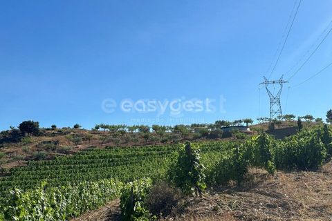Terra a Torre de Moncorvo, Braganca, Torre de Moncorvo - € 400.000 | Ref: BG95742TM - foto 20