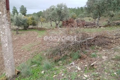 Helårsgrund i Castelo Branco, Castelo Branco, Castelo Branco - € 20.000 | Ref: CB95647MA - foto 5