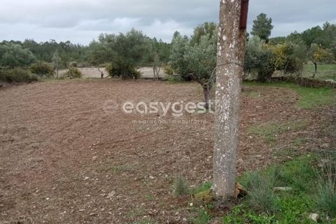 Helårsgrund i Castelo Branco, Castelo Branco, Castelo Branco - € 20.000 | Ref: CB95647MA - foto 10