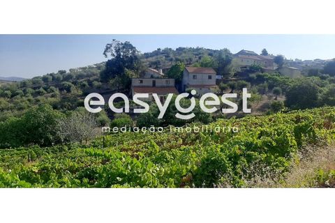 Farm i Torre de Moncorvo, Braganca, Torre de Moncorvo - € 400.000 | Ref: BG89277MG - foto 10