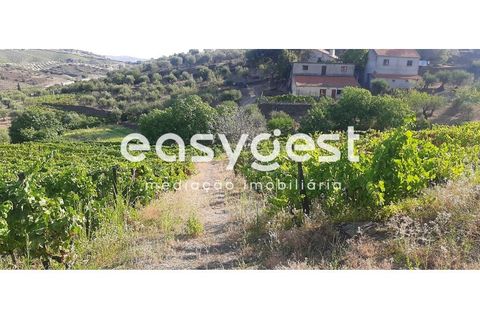 Farm i Torre de Moncorvo, Braganca, Torre de Moncorvo - € 400.000 | Ref: BG89277MG - foto 11