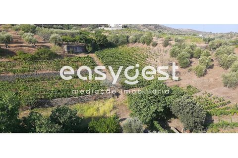 Farm i Torre de Moncorvo, Braganca, Torre de Moncorvo - € 400.000 | Ref: BG89277MG - foto 16