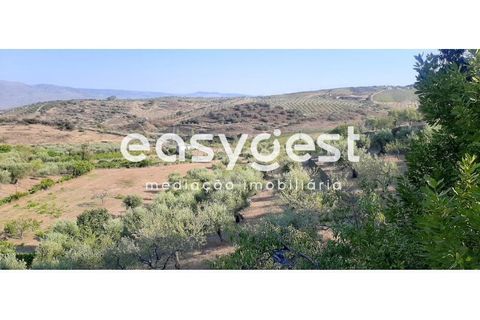 Farm i Torre de Moncorvo, Braganca, Torre de Moncorvo - € 400.000 | Ref: BG89277MG - foto 20