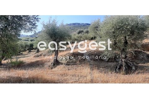Farm i Torre de Moncorvo, Braganca, Torre de Moncorvo - € 400.000 | Ref: BG89277MG - foto 23