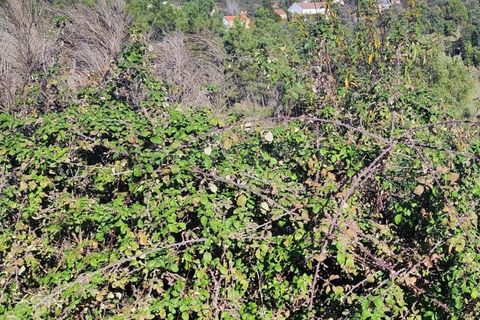 Helårsgrund i Castelo Branco, Castelo Branco, Castelo Branco - € 14.000 | Ref: CB96590MA - foto 6