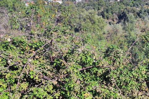 Helårsgrund i Castelo Branco, Castelo Branco, Castelo Branco - € 14.000 | Ref: CB96590MA - foto 11