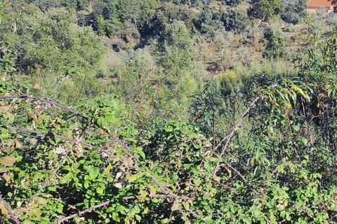 Helårsgrund i Castelo Branco, Castelo Branco, Castelo Branco - € 14.000 | Ref: CB96590MA - foto 12