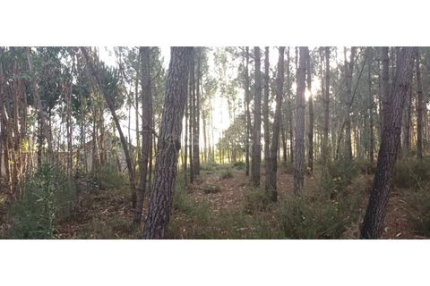 Helårsgrund i Leiria, Leiria, Leiria - € 65.000 | Ref: LE96492NZ - foto 10