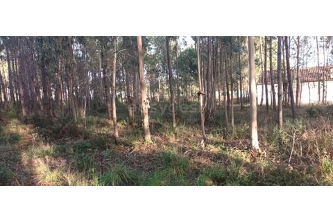 Helårsgrund i Leiria, Leiria, Leiria - € 65.000 | Ref: LE96492NZ - foto 11
