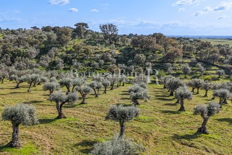 Masia a Redondo, Evora, Redondo - € 150.000 | Ref: JFM851 - foto 5