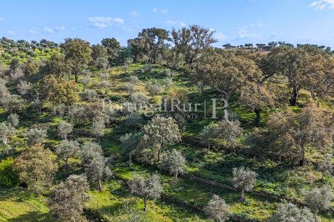 Masia a Redondo, Evora, Redondo - € 150.000 | Ref: JFM851 - foto 13