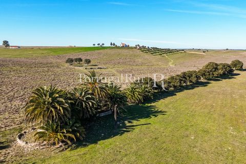 Farm i Castro Verde, Beja, Castro Verde - € 348.000 | Ref: FG376 - foto 10