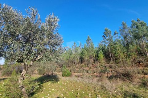 Helårsgrund i Castelo Branco, Castelo Branco, Castelo Branco - € 35.000 | Ref: H724 - foto 23