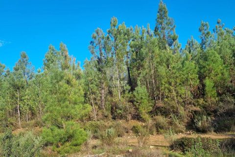 Helårsgrund i Castelo Branco, Castelo Branco, Castelo Branco - € 35.000 | Ref: H724 - foto 31