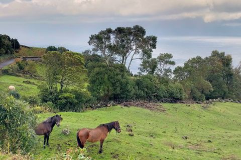 Helårsgrund i Lajes do Pico, Pico, Lajes do Pico - € 500.000 | Ref: CB11-0026 - foto 1