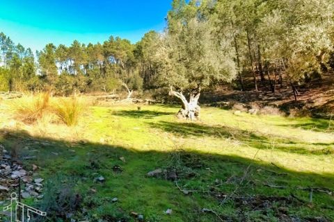 Farm hus i Castelo Branco, Castelo Branco, Castelo Branco - € 44.000 | Ref: 21-11857 - foto 13