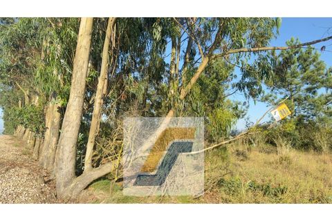 Helårsgrund i Bombarral, Leiria, Bombarral - € 27.000 | Ref: 224008 - foto 7