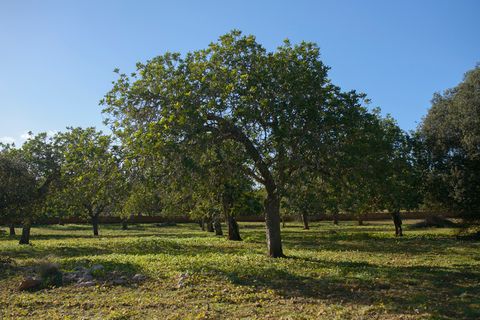 Helårsgrund i Capdepera, Mallorca, Capdepera - € 268.000 | Ref: 4162V - foto 1