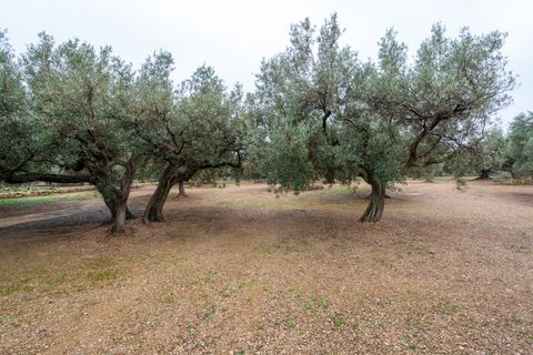 Finca i Roquetes, Tarragona, Roquetes - € 30.000 | Ref: 185 - foto 10