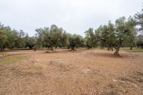 Finca i Roquetes, Tarragona, Roquetes - € 30.000 | Ref: 185 - foto 11