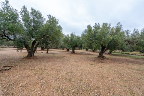 Finca i Roquetes, Tarragona, Roquetes - € 30.000 | Ref: 185 - foto 9