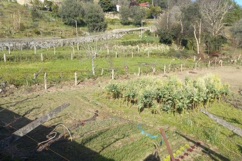 Tomt i Ceivaes e Badim, Viana do Castelo, Ceivaes e Badim - € 45 000 | Ref: SF-SAFTI:003192 - foto 9