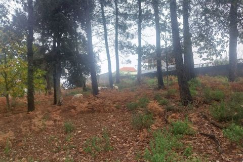Tomt i Ceivaes e Badim, Viana do Castelo, Ceivaes e Badim - € 95 000 | Ref: SF-SAFTI:004246 - foto 2