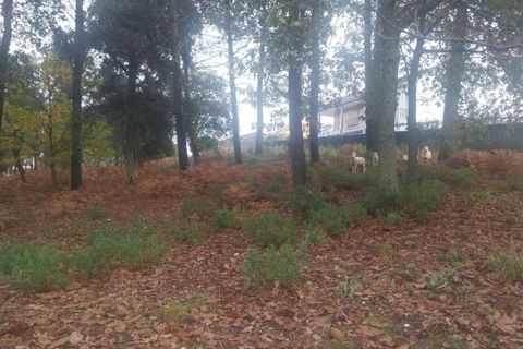 Tomt i Ceivaes e Badim, Viana do Castelo, Ceivaes e Badim - € 95 000 | Ref: SF-SAFTI:004246 - foto 6