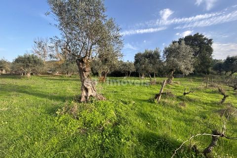 Helårsgrund i Tomar, Santarem, Tomar - € 34.000 | Ref: 01338-24 - foto 6