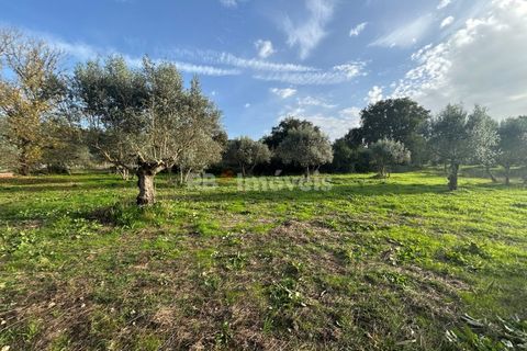 Helårsgrund i Tomar, Santarem, Tomar - € 34.000 | Ref: 01338-24 - foto 4