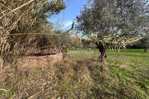 Helårsgrund i Tomar, Santarem, Tomar - € 34.000 | Ref: 01338-24 - foto 7