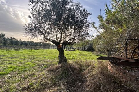 Helårsgrund i Tomar, Santarem, Tomar - € 34.000 | Ref: 01338-24 - foto 5