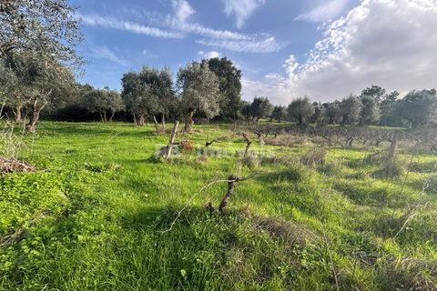 Helårsgrund i Tomar, Santarem, Tomar - € 34.000 | Ref: 01338-24 - foto 3