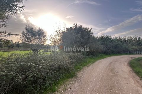 Helårsgrund i Tomar, Santarem, Tomar - € 34.000 | Ref: 01338-24 - foto 11