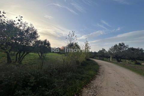 Helårsgrund i Tomar, Santarem, Tomar - € 34.000 | Ref: 01338-24 - foto 12