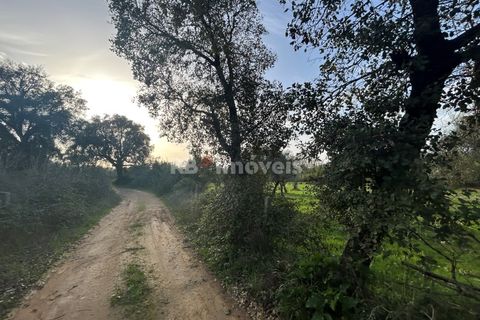 Helårsgrund i Tomar, Santarem, Tomar - € 34.000 | Ref: 01338-24 - foto 13