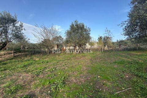Helårsgrund i Tomar, Santarem, Tomar - € 34.000 | Ref: 01338-24 - foto 14