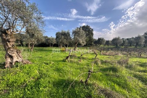 Helårsgrund i Tomar, Santarem, Tomar - € 34.000 | Ref: 01338-24 - foto 15