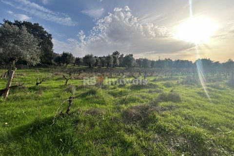 Helårsgrund i Tomar, Santarem, Tomar - € 34.000 | Ref: 01338-24 - foto 16