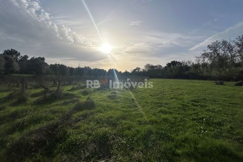 Helårsgrund i Tomar, Santarem, Tomar - € 34.000 | Ref: 01338-24 - foto 17