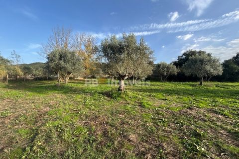 Helårsgrund i Tomar, Santarem, Tomar - € 34.000 | Ref: 01338-24 - foto 18