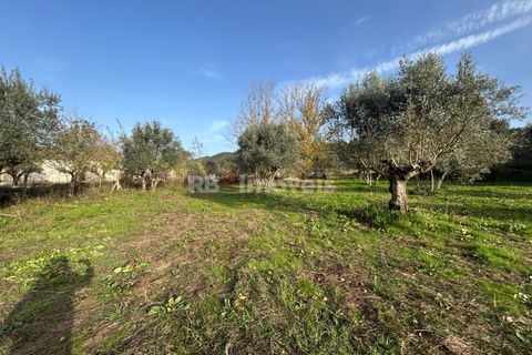 Helårsgrund i Tomar, Santarem, Tomar - € 34.000 | Ref: 01338-24 - foto 19