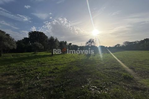 Helårsgrund i Tomar, Santarem, Tomar - € 34.000 | Ref: 01338-24 - foto 20
